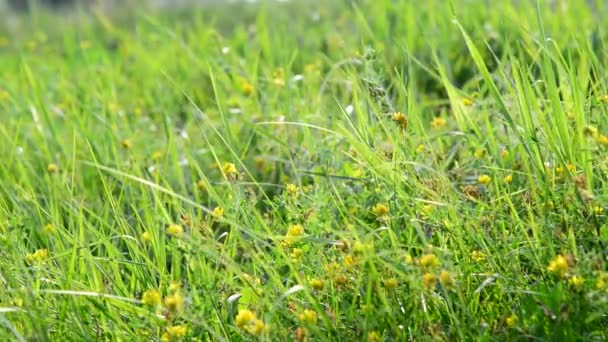 Fragment von Wiesen mit Gras und gelben Blumen — Stockvideo