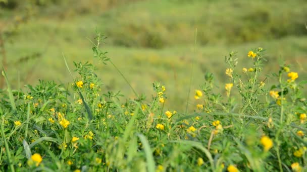 Польова жовта конюшина в траві — стокове відео