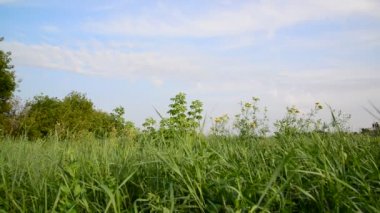 Yaz aylarında Orta Rusya doğası