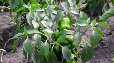 bahçede yeşil biber