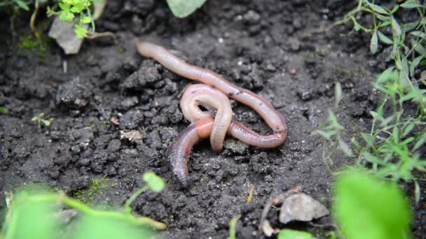The earthworms lie on ground — Stock Video