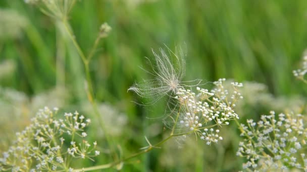 Grass in weide close-up, Rusland — Stockvideo