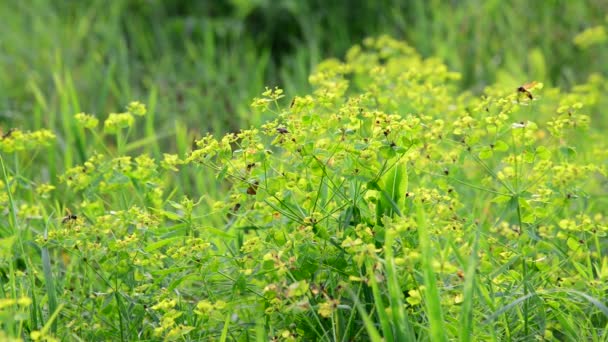Gras weiland met wilde bijen, Rusland — Stockvideo