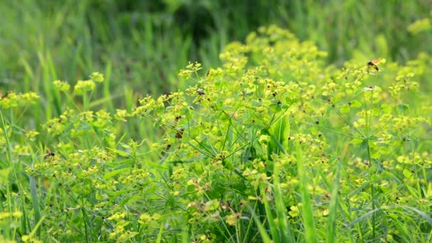 Pradera de hierba con abejas silvestres, Rusia — Vídeos de Stock