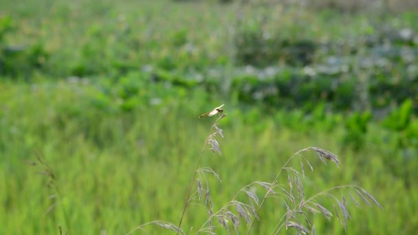 Dragonfly zittend op het gras op zomer weide — Stockvideo