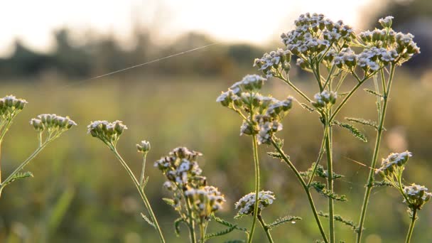 Grass in weide close-up, Rusland — Stockvideo