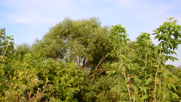 夏天在俄罗斯中部的性质 — 图库视频影像