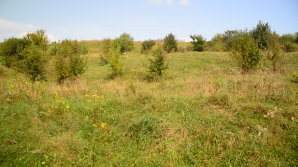 Natur Zentralrusslands im August — Stockvideo