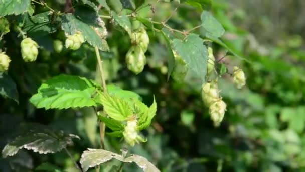 Hopfen mit Zapfen gewickelt Ahorn — Stockvideo