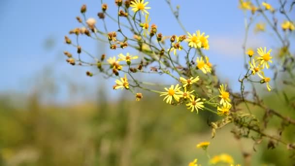 Fiore selvatico giallo nel vento — Video Stock