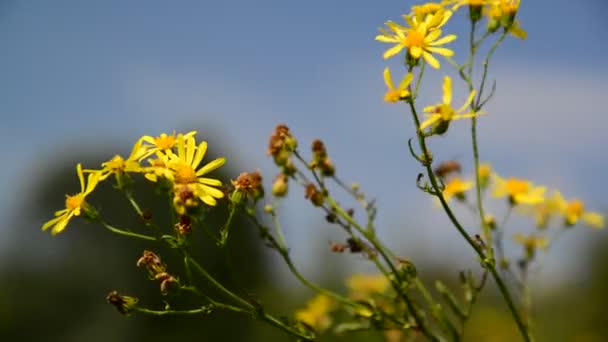 Жовта дика квітка у вітрі — стокове відео