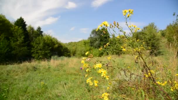 Žlutá divoká květina ve větru na louce v Rusku — Stock video