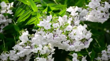 Yaz aylarında yağmurda beyaz phlox