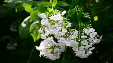 Yaz aylarında yağmurda beyaz phlox