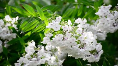 Yaz aylarında yağmurda beyaz phlox