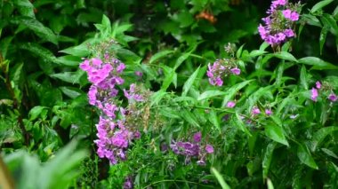 Yaz aylarında yağmurda pembe phlox
