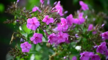 Yaz aylarında yağmurda pembe phlox
