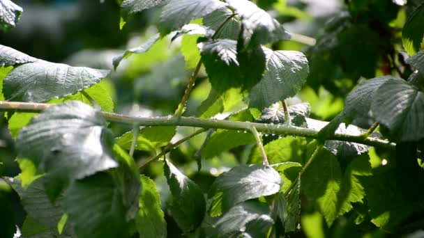 Raspberry bladen är våt från regn — Stockvideo