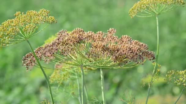 Зонты фенхеля с семенами в августе — стоковое видео