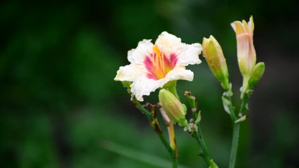 Su sonra yağmur damlaları içinde sarı varietal lily — Stok video