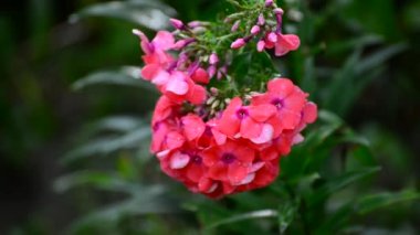 Yaz aylarında yağmurda pembe phlox