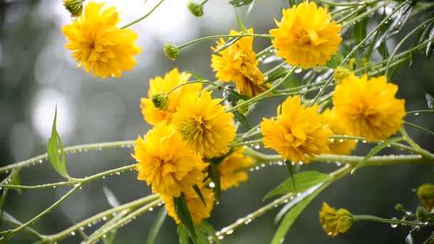 Flores amarillas en el jardín bajo la lluvia — Vídeo de stock