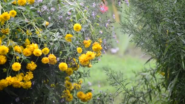 Цветы в саду во время дождя — стоковое видео