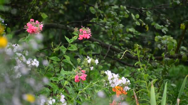 Flores en el jardín durante la lluvia — Vídeo de stock