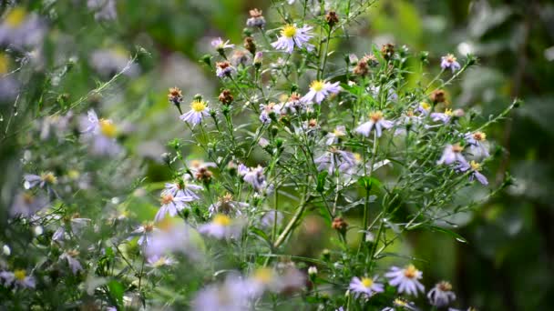 Perennial asters in rain in summer — Stock Video