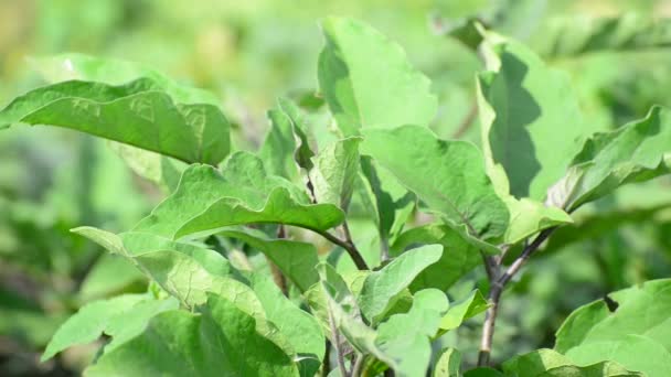 Blätter von Auberginen wachsen im Garten — Stockvideo