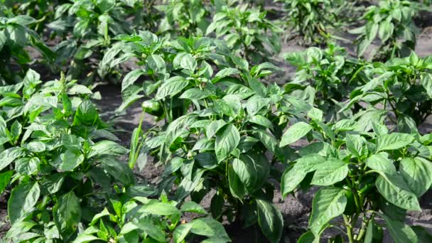 Paprika wächst auf Feld oder Plantage — Stockvideo