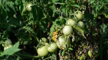 Bahçedeki yeşil domatesler