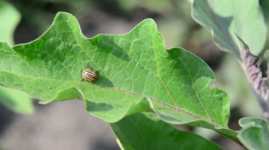 Patlıcan Colorado haşere böcek üzerinde bırakır