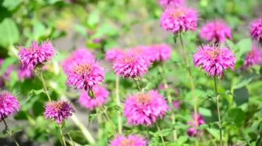 Yatakta bahçede Pembe çiçek