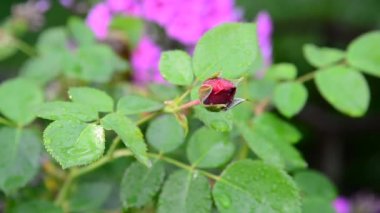 Yağmurla yıkanmış Bud kırmızı gül