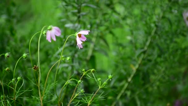 Two pink daisy soaked in rain — Stock Video