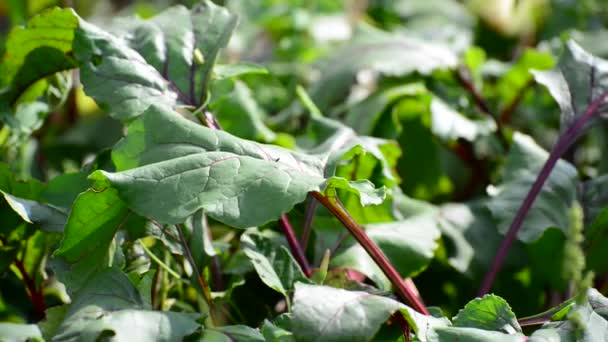 Jonge bladeren van bieten in tuin — Stockvideo