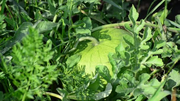 Grüne Wassermelone wächst im Garten — Stockvideo