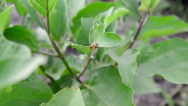 Escarabajo plaga de Colorado en hojas de berenjena — Vídeos de Stock