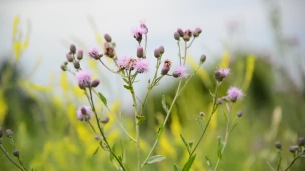 Kriechdistel oder rosa Sau-Distel. lateinischer Name - cirsium arvense — Stockvideo