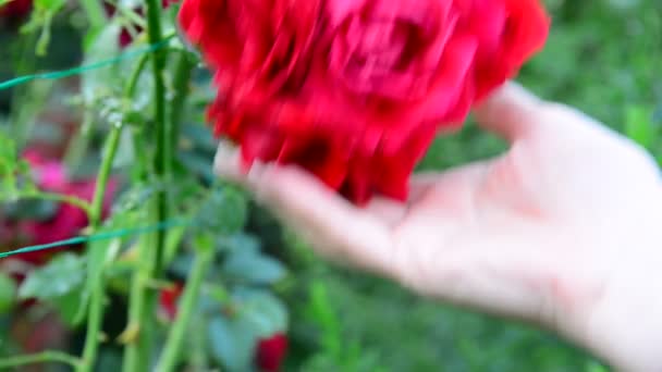 Female hand touching the red roses in garden — Stock Video