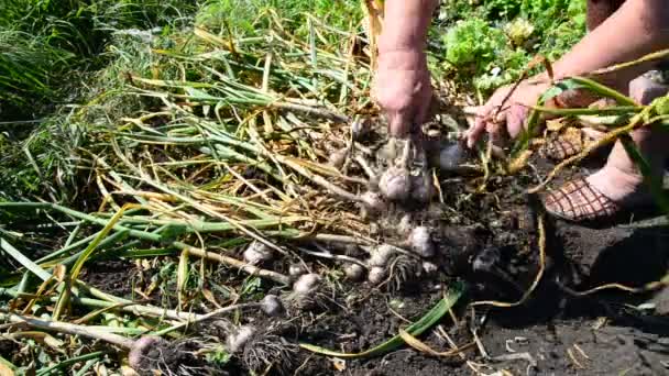 Vrouw verzamelt knoflook oogst — Stockvideo