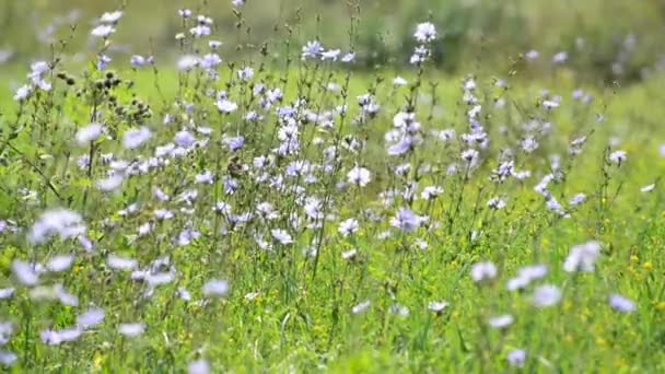 Prairie sauvage avec chicorée, Russie — Video