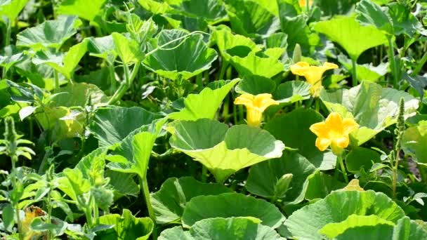 Feldkürbis mit gelben Blüten — Stockvideo