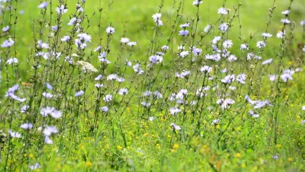 Pradera salvaje con achicoria, Rusia — Vídeos de Stock