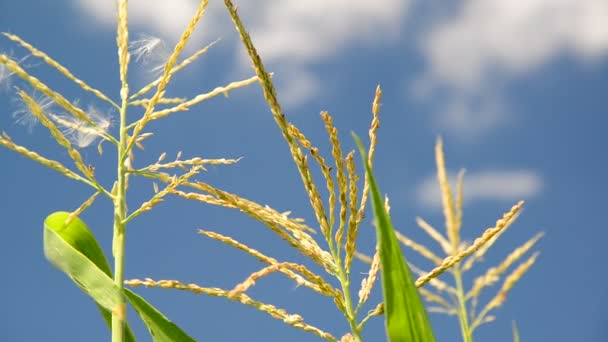 Young tops of corn against sky — Stock Video