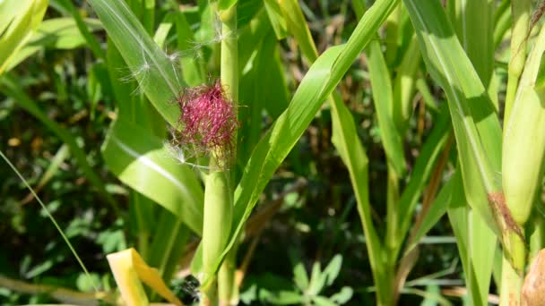 Kukorica a cob, érett, kertben — Stock videók