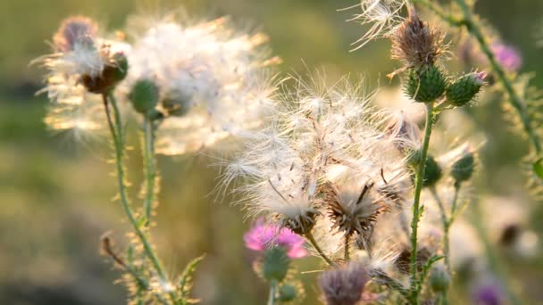 Plíživé thistle nebo růžové osít thistle. Latinský název - Pcháč rolní — Stock video