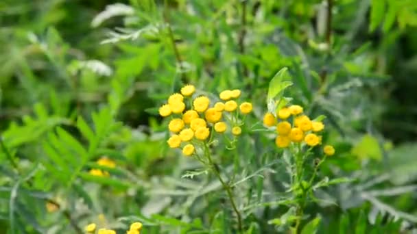 Virágzás tansy közelről a természetben — Stock videók