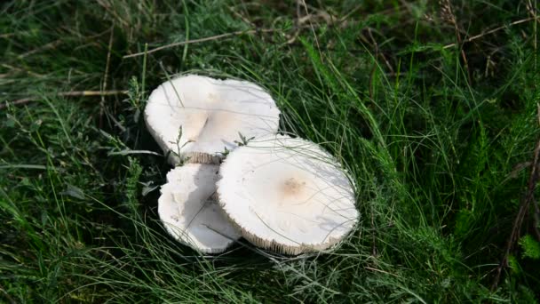 Eetbare witte paddestoelen groeien in de weide — Stockvideo